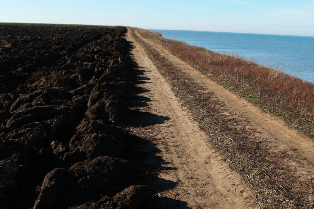 Одесская область может лишиться журавлей — фермеры распахивают заповедные земли, куда они прилетают