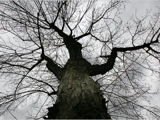 Жителі Вінниці просять почистити дерева біля шкіл