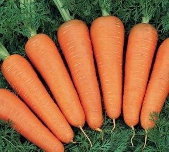 Нa Вінниччині aгрокомпaнія вирощує соковиту оргaнічну моркву
