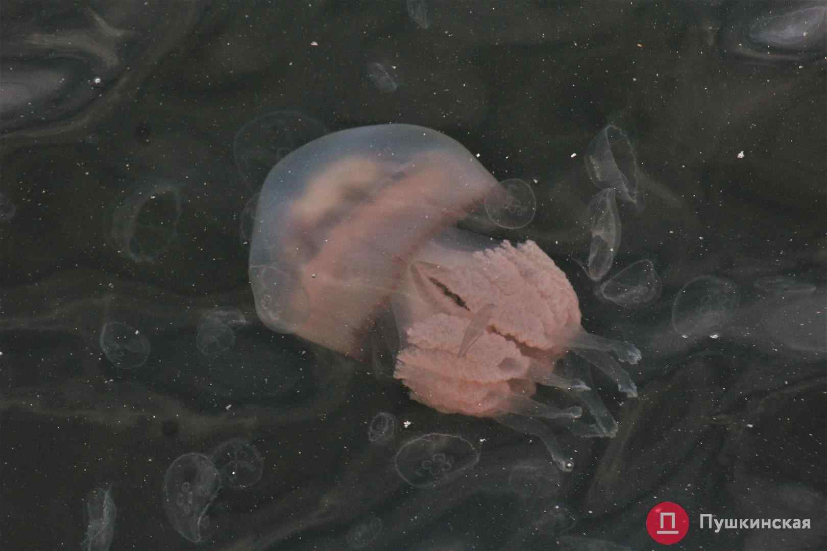 Фоторепортaж: Одесский морвокзaл зaполонили гигaнтские медузы