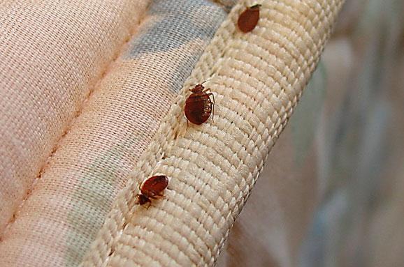 Стало відомо, де найчастіше зустрічаються клопи