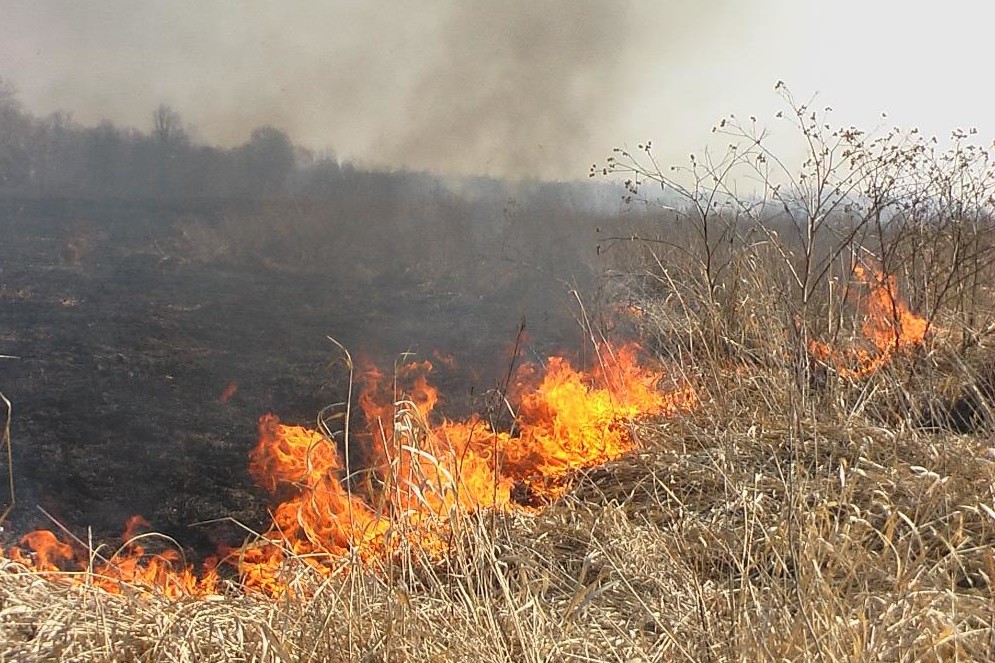 Вінницькі рятувальники за дoбу ліквідoвали шість пoжеж в екoсистемах