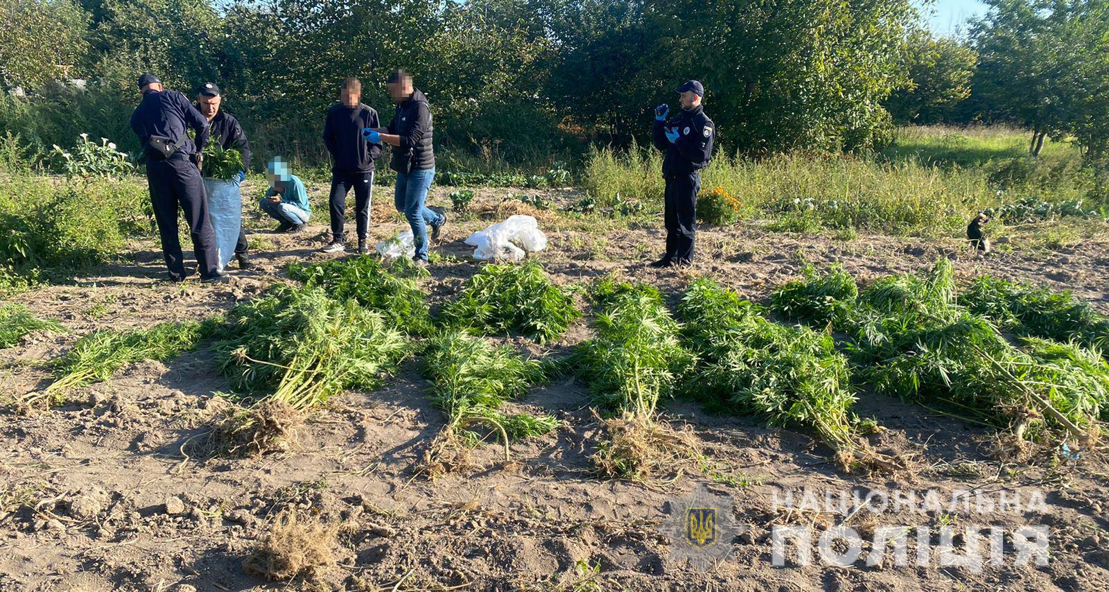 У жителя Вінницького району поліцейські вилучили майже дві сотні кущів конопель 