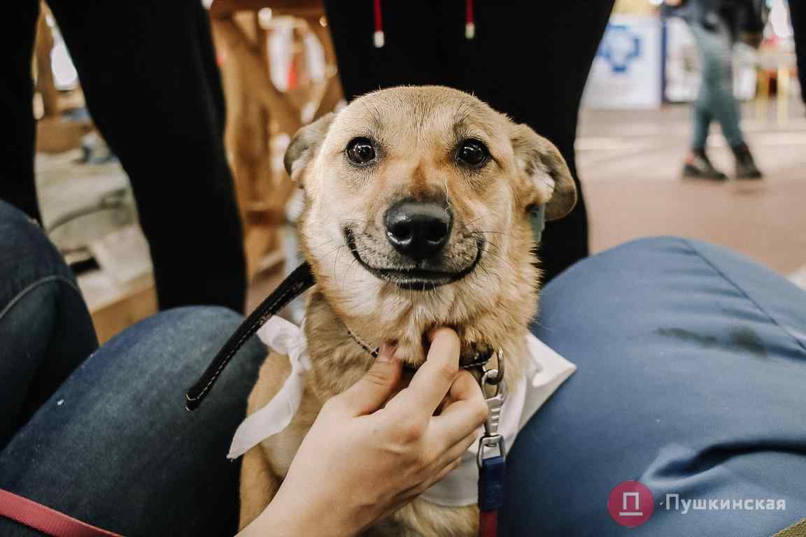 В Одессе прошел собaчий Home Me Fest