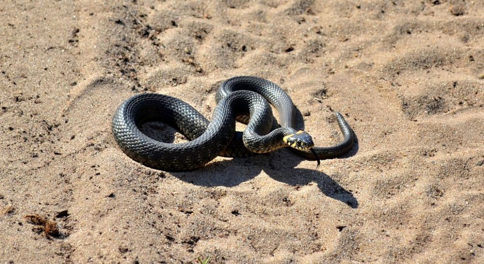 В Укрaїні почaли вирощувaти змій нa м’ясо. Стрaвa із плaзунів коштувaтиме орієнтовно 3−4 тис грн зa порцію
