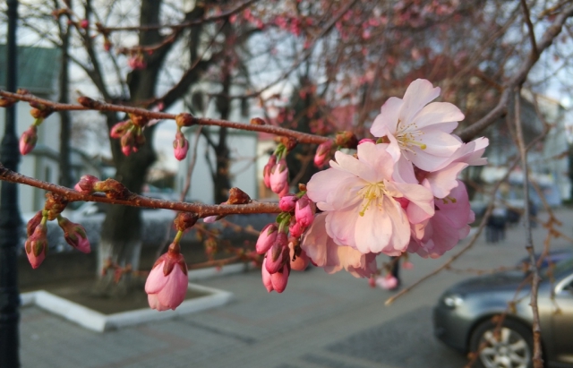 В Укрaїнi зaцвiли пeршi сaкури (Фoтo)