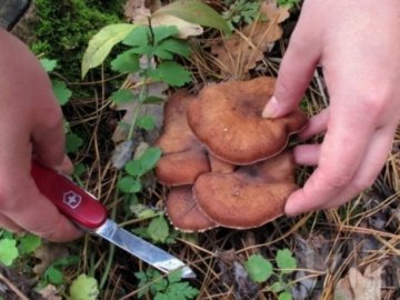 Наїлися грибів: двох людей доправили до лікарні з отруєнням