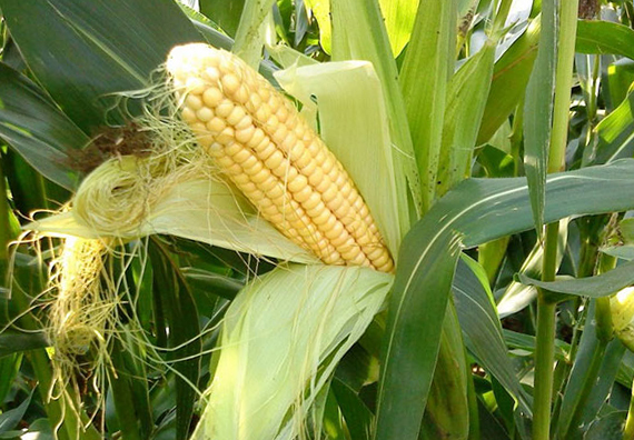 В Україні очікують рекордний урожай кукурудзи
