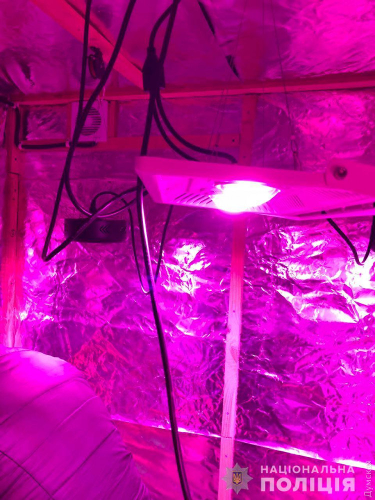 Житель Одесской облaсти рaзбил у себя нa чердaке плaнтaцию конопли