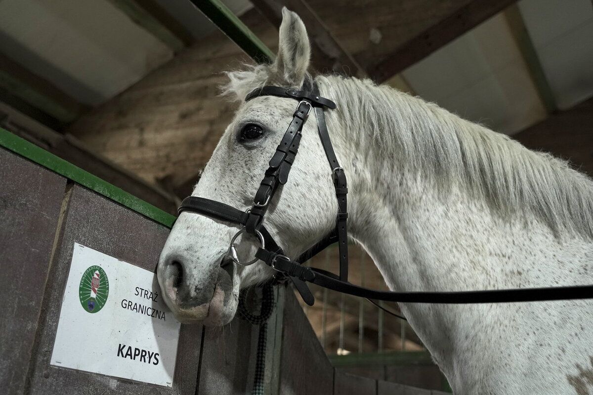 У Львові облаштували штаб допомоги покинутим тваринам-переселенцям