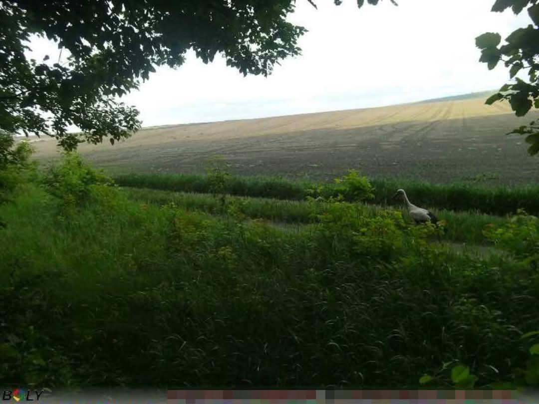 Дика природа без кордонів: прикордонники Вінниччини діляться унікальними кадрами