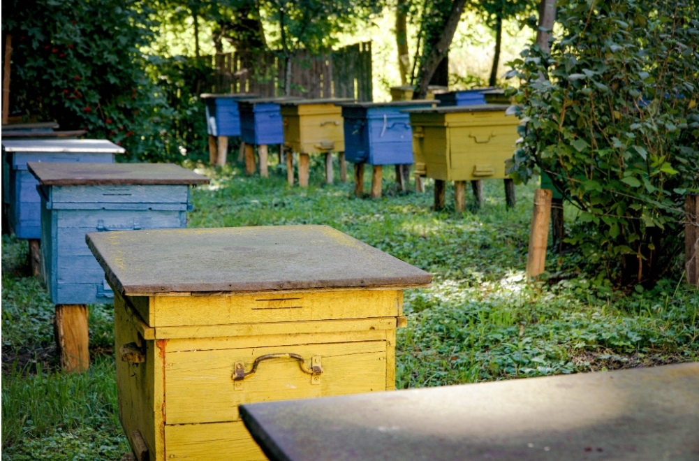 У Вінниці пасічники отримають фінансову підтримку: 200 гривень за кожну бджолосім’ю