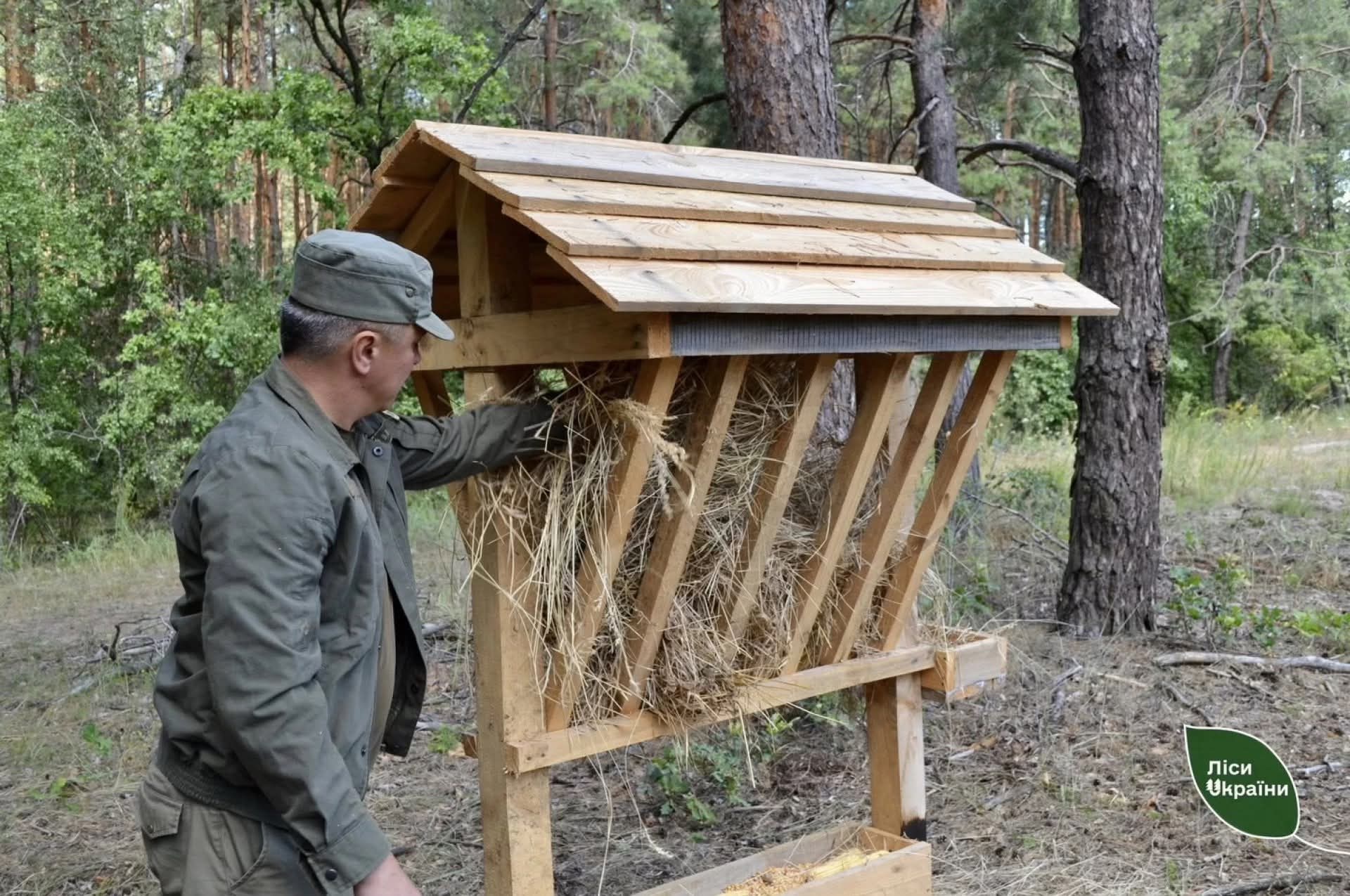 У лісах Вінниччини побільшало диких тварин