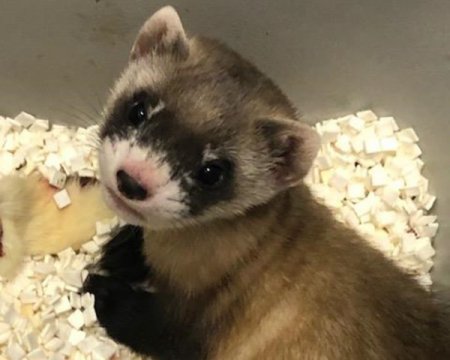 Американські вчені клонували вимираючий вид тварин (ВІДЕО)