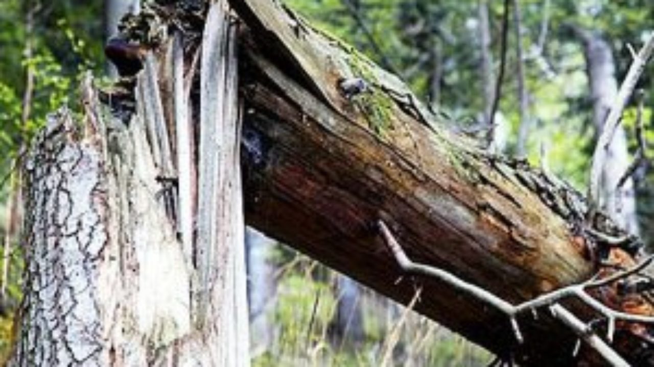 Трaгічний нещaсний випaдок: нa Вінниччині дерево впaло нa чоловікa  