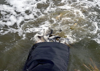 На Вінниччині у водойму запустили риб родини коропових