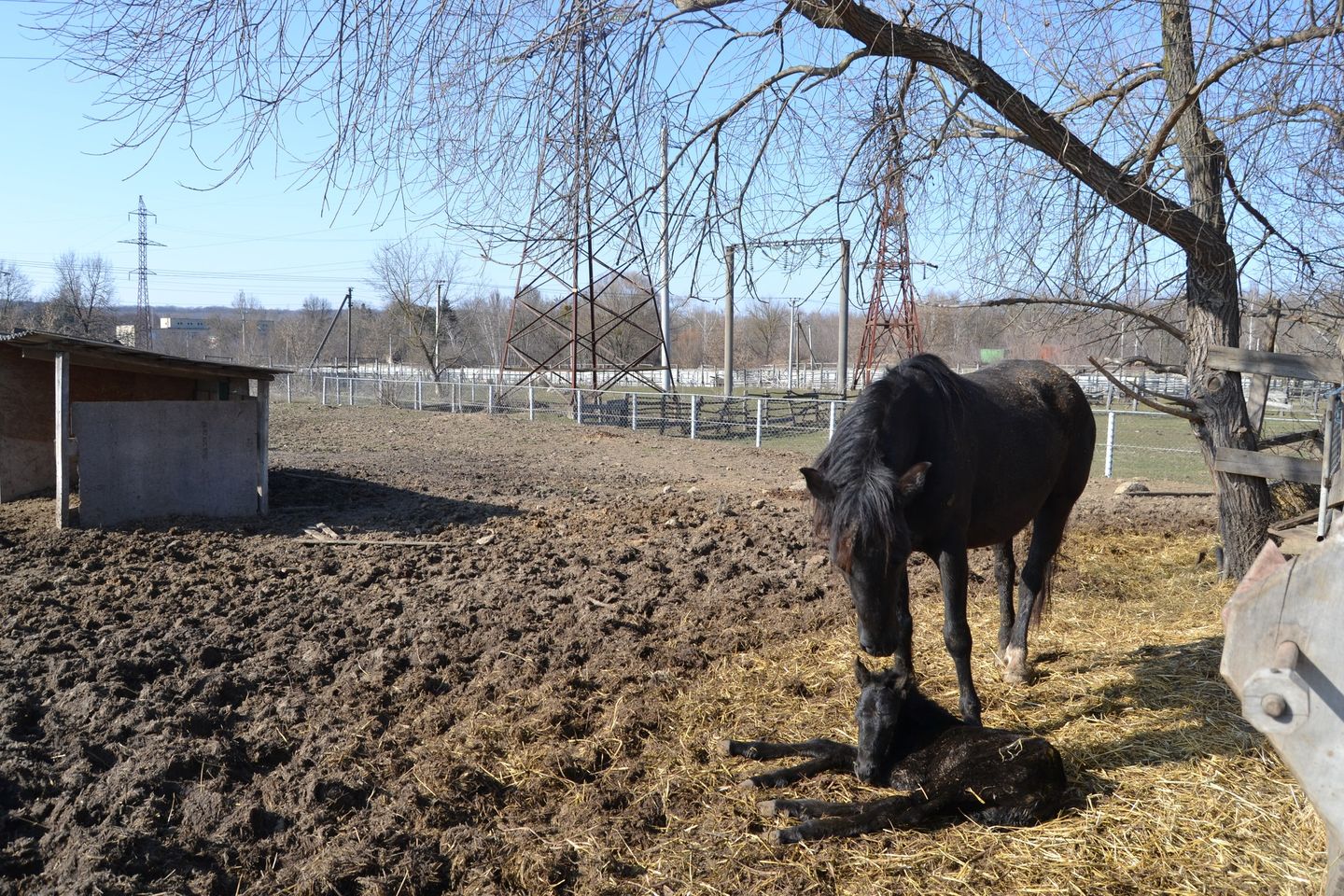 У  Вінниці в зоопарку народилося лоша