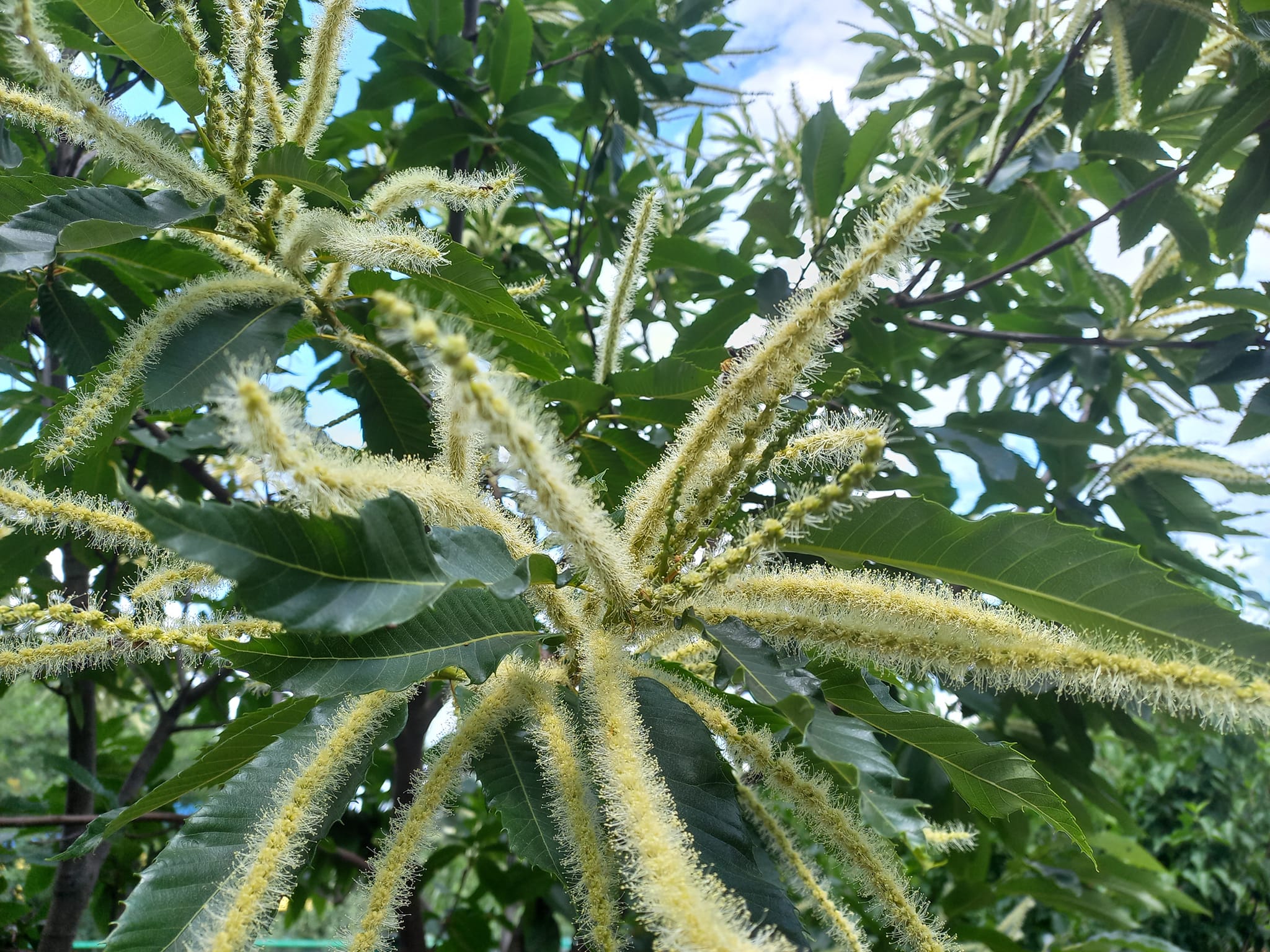 У Вінниці зацвіли каштани – де їх можна побачити?