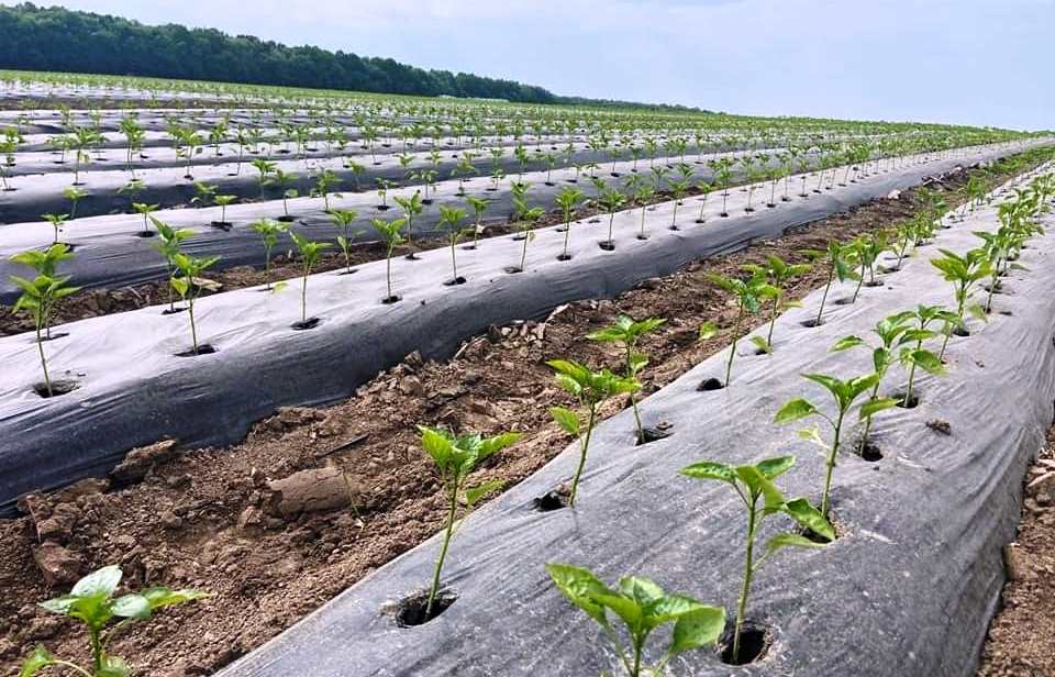 Вінницькі фермери почaли вирощувaти нa своїх полях «південні» культури