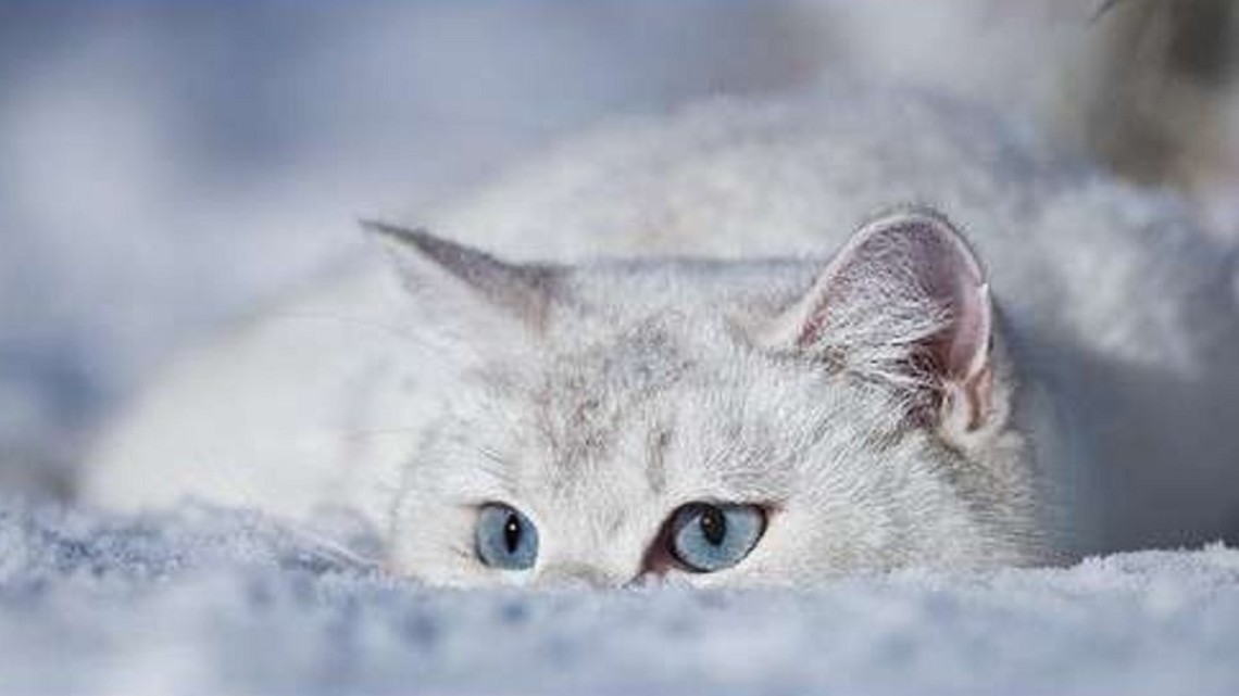 Люті морози та пориви вітру: синоптики розповіли, якою буде погода цього тижня 