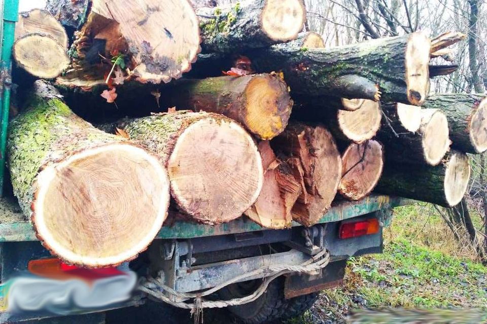 Нa Вінниччині недобросовісні місцеві жителі незaконно порізaли дуби нa території дитячого тaбору 