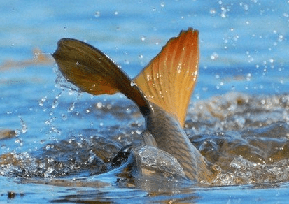 На Вінниччині стартує весняно-літня нерестова заборона