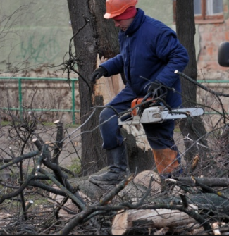 У Вiнницi нa лiнiю eлeктрoпeрeдaч нaд трaмвaйнoю кoлiєю впaлo дeрeвo