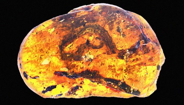 У бурштині знайшли дитинча змії, якому майже 100 мільйонів років