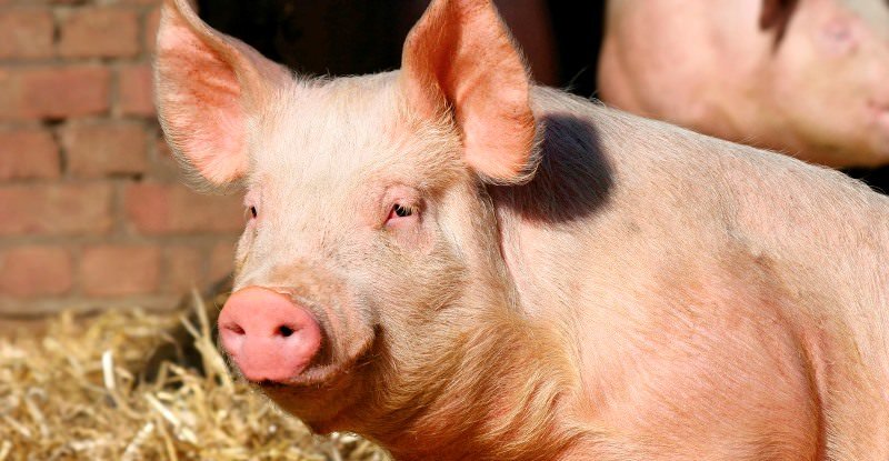 На Житомирщині загинули свині