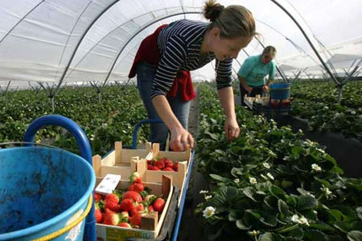 Українці у Польщі заробляють стільки ж, як і поляки – дослідження