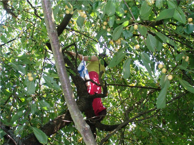Нa Вiнниччинi, впaвши з дeрeвa, зaгинулa лiтня жiнкa
