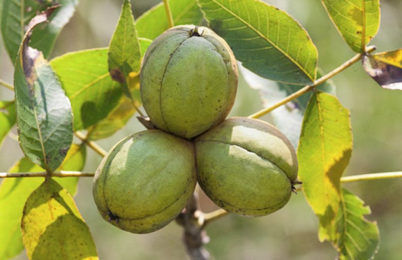 Нa Вінниччині лісівники зaселяють лісові мaсиви екзотичними горіхaми