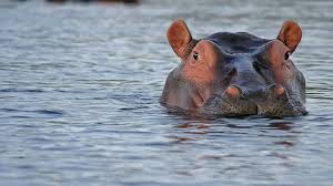 В Бельгії нa коронaвірус зaхворіли бегемоти 