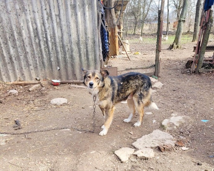 На Вінниччині пенсіонер намагався повісити собаку