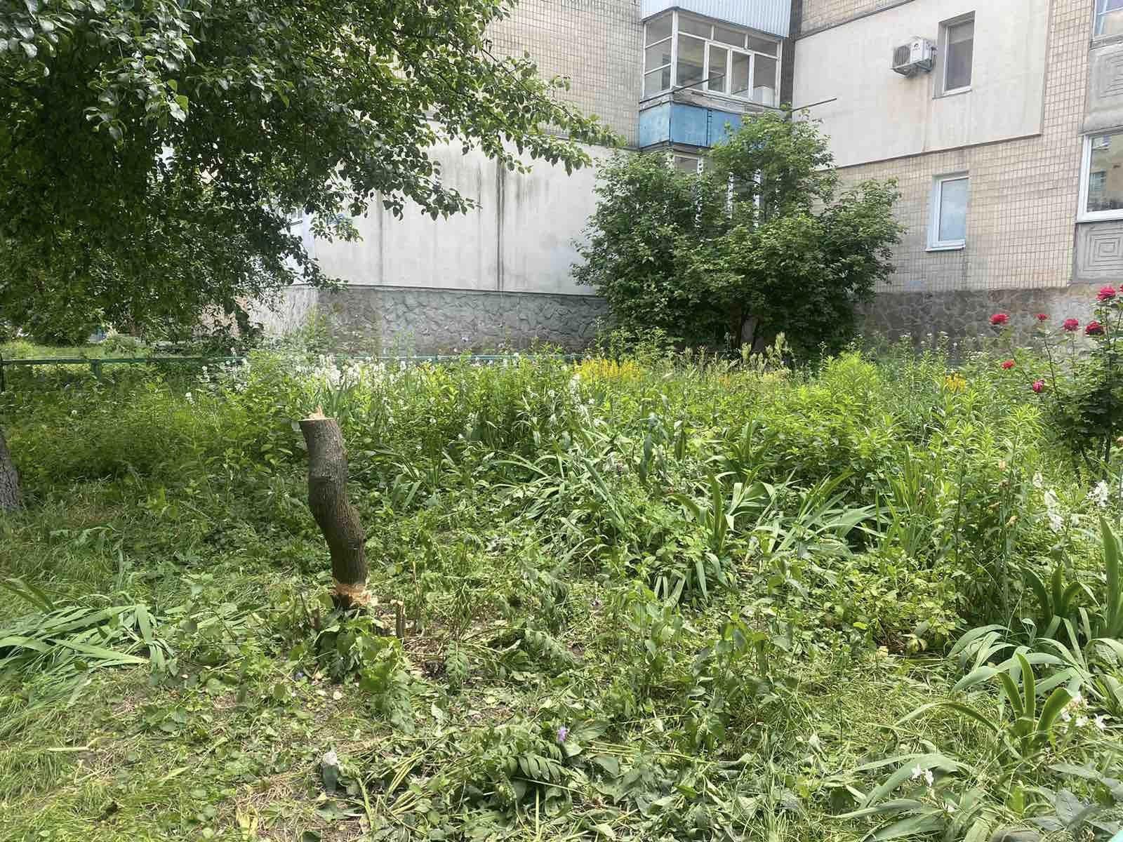 У Вінниці на Замості чоловік зрізав дерево і отримав штраф