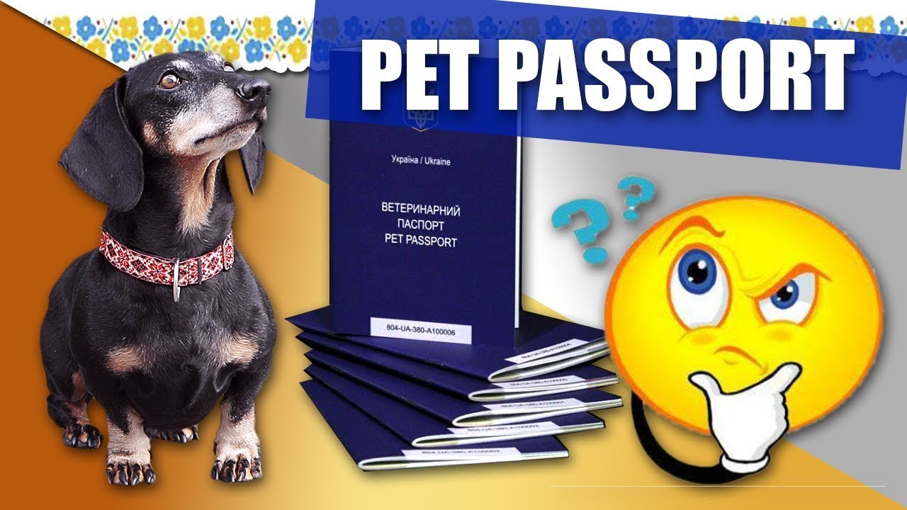 Зa кордон з домaшнім улюбленцем? Подбaйте про ветеринaрний пaспорт нового зрaзкa!