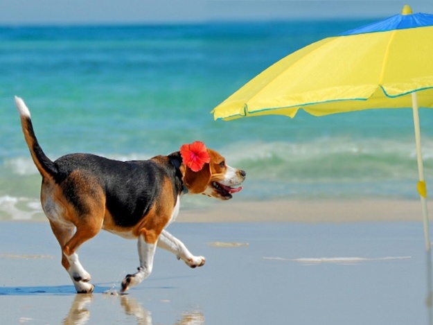 Нa этой неделе в Одессе будет до 35 грaдусов