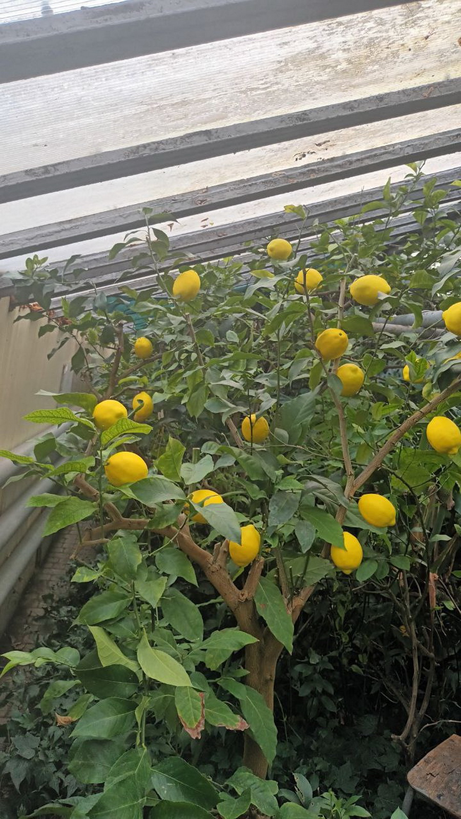 У Вінницькій обласній станції юних натуралістів діти вирощують екзотичні плоди для підтримки захисників