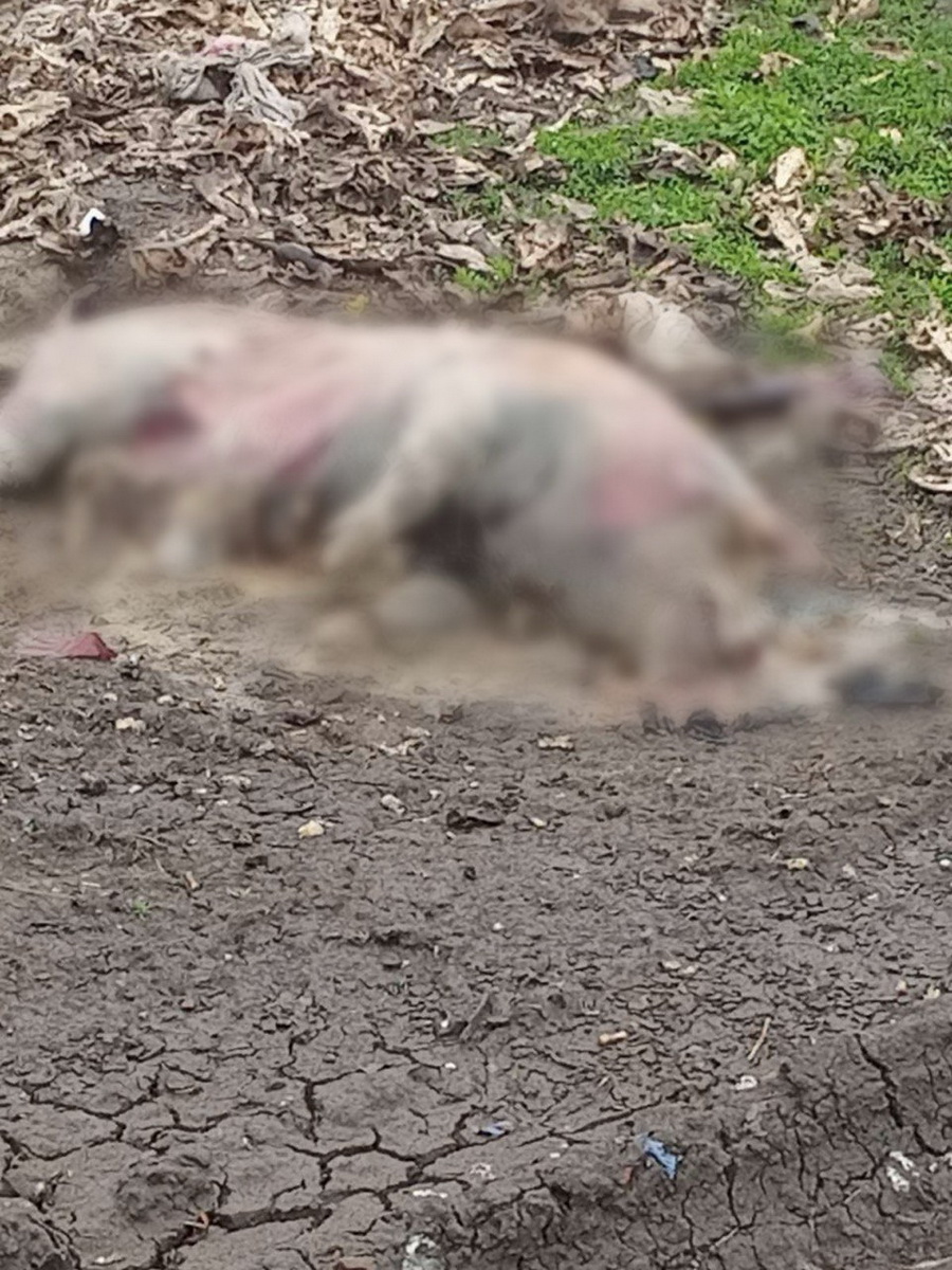 Виявлено незаконне скидання побічних продуктів тваринного походження на Вінниччині