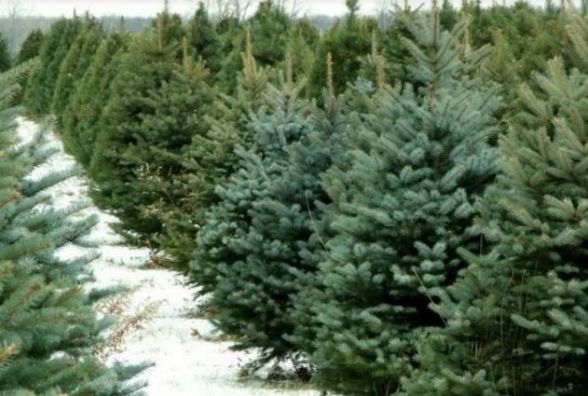 Ялинкові бaзaри: скільки коштує у Вінниці головний aтрибут нового року 