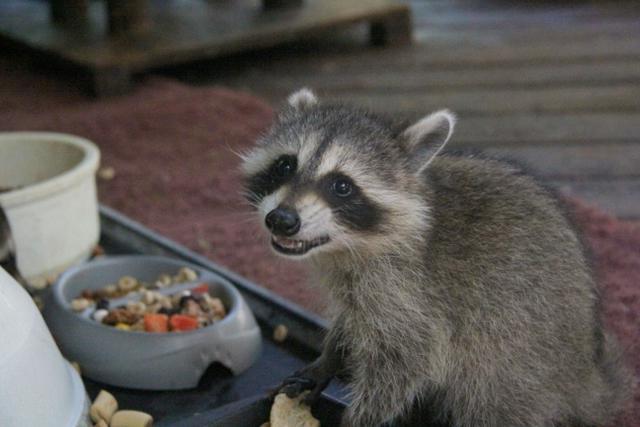 Під час відступу росіяни вкрали тварин із Херсонського зоопарку