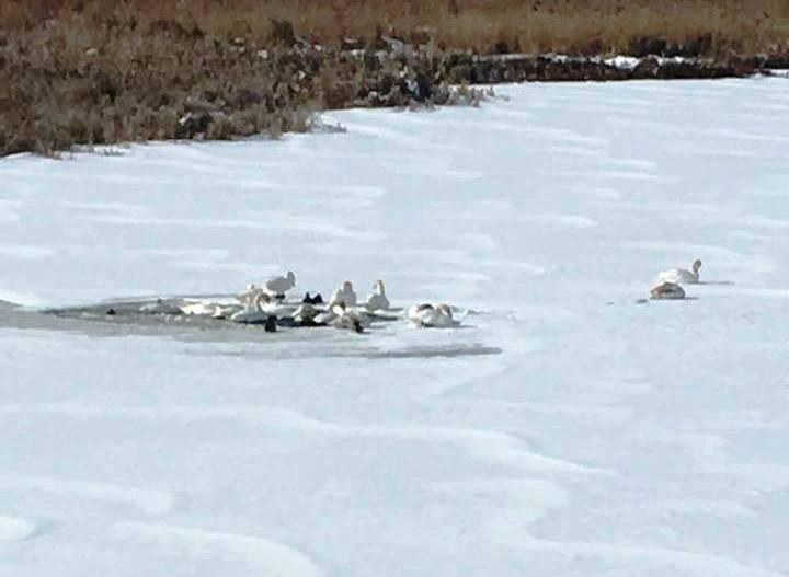 Два десятки лебедів мерзнуть під Хмільником