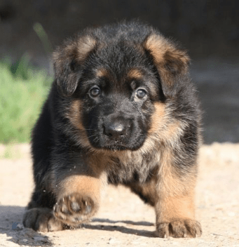 Киянинa судитимуть зa вбивствo цуцeняти