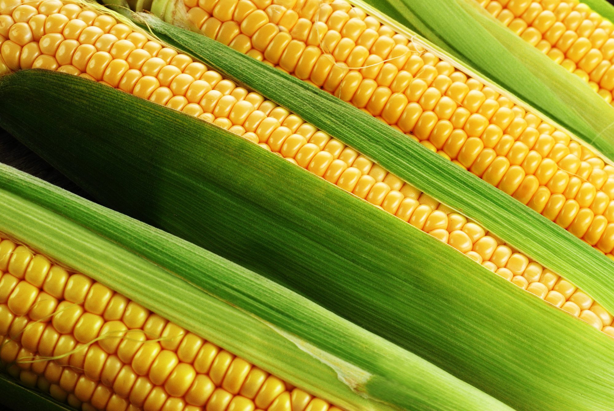 На Вінниччині запроваджено карантинний режим по бактеріальному в’яненню кукурудзи