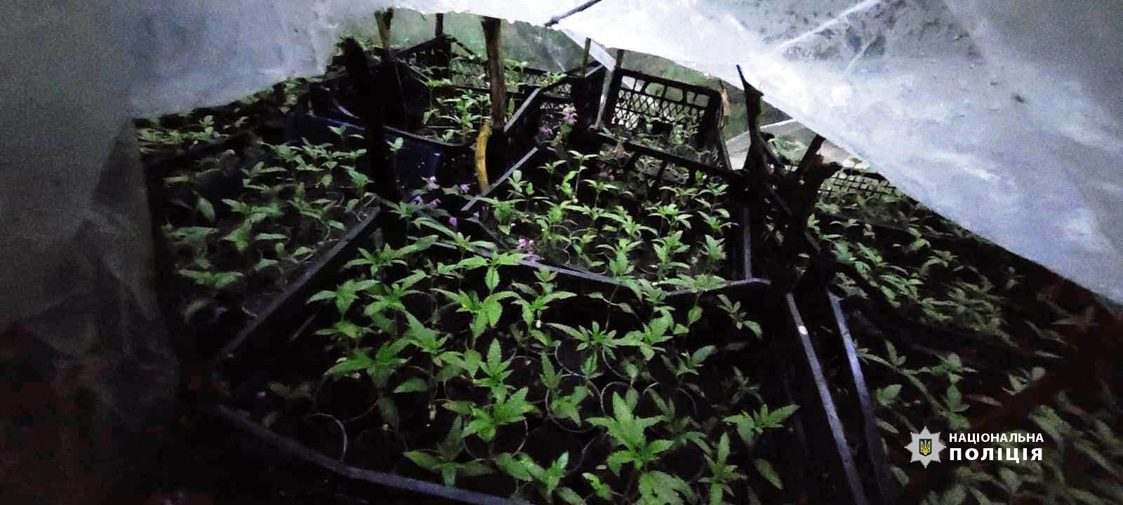 На Вінниччині поліція викрила "наркоаграріїв"