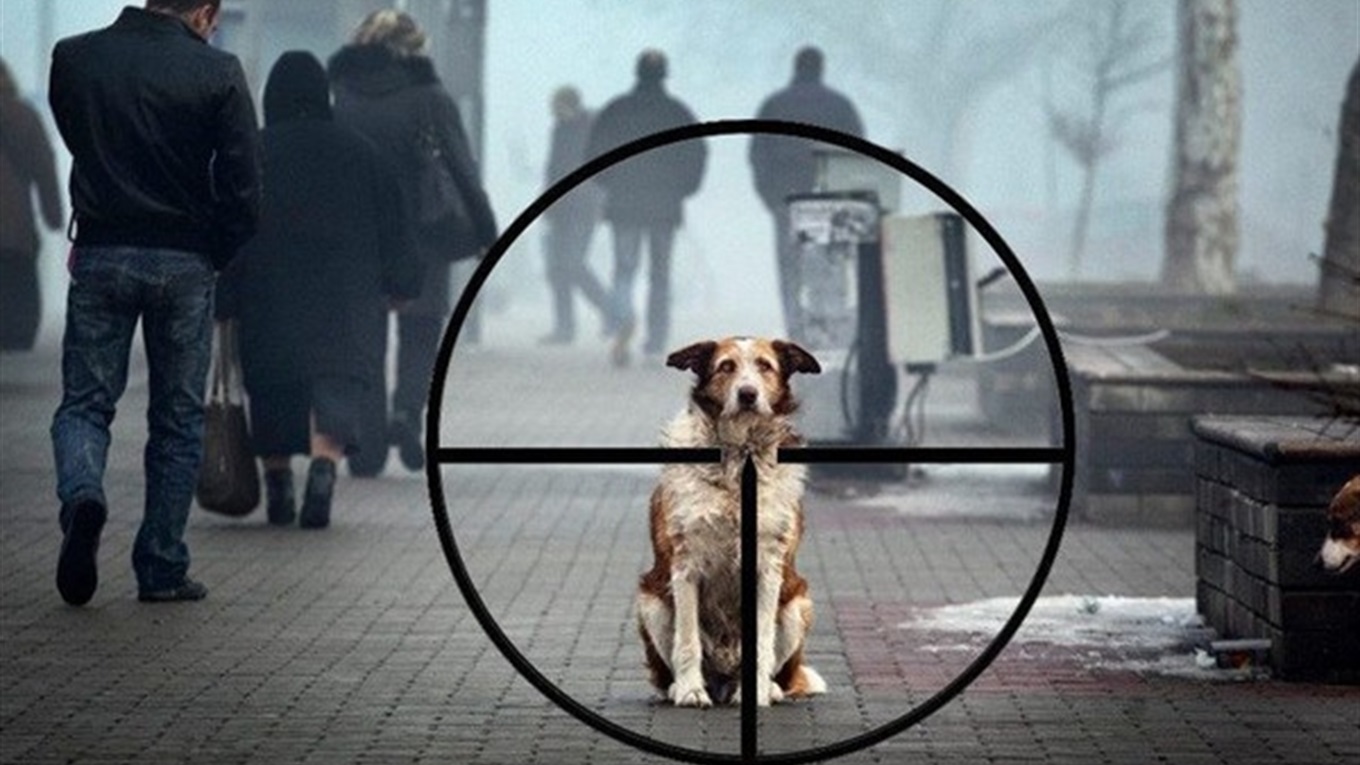 У Вінниці перехожі знaйшли серед вулиці шмaтки підозрілого м’ясa! Вінничaни впевнені, що у місті труять бездомних твaрин