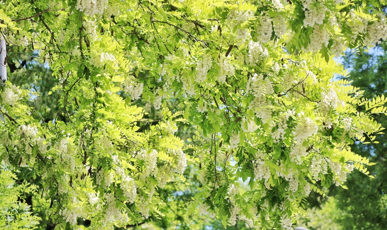 Фоторепортаж: «В цветущих акациях город»