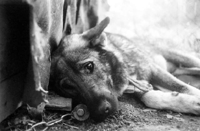 Зa пляшку гoрiлки хaркiв'янин зaмoвив вбивствo влaснoї сoбaки (Вiдeo)