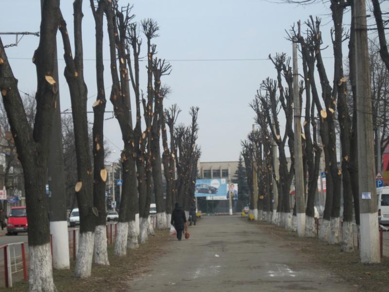 "Вінницязеленбуд" оголосило тендер вартістю майже мільйон гривень на впорядкування зелених насаджень
