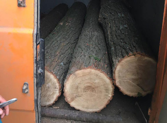 Гніванська поліцівя затримала двох зловмисників, які крали ліс